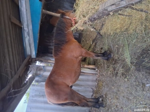 Vând mânz  - imagine 3