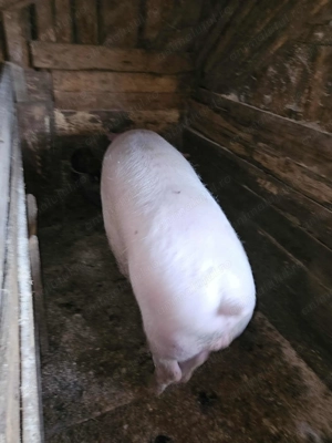 Porci crescuți in gospodărie proprie 