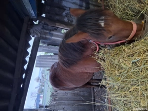 Vând mânz  - imagine 2