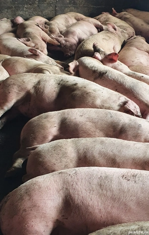 porci de carne crescuti cu cereale!