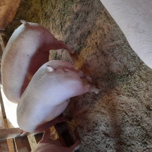 Porci 120 kg - 200 kg