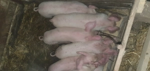 Purcei de  6 saptamani