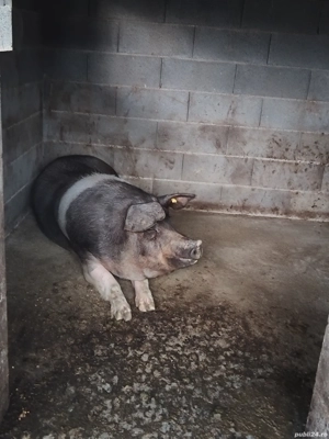 Purce de vanzare  - imagine 2