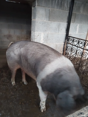 Purce de vanzare  - imagine 3