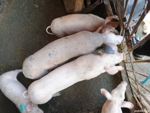 scrofite 4 luni jumatate 