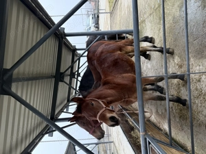 Manz semigreu romanesc  - imagine 4