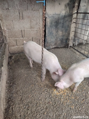 Vând purcei - imagine 3