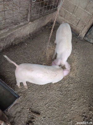 Vând purcei - imagine 2