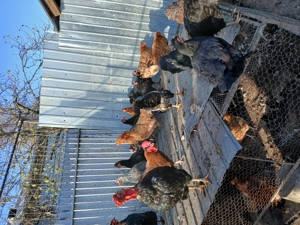 Vând cocoși de casă.   - imagine 2