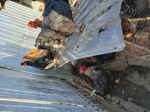 Vând cocoși de casă.  