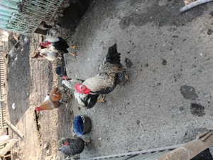 Vând cocoși de casă.   - imagine 3