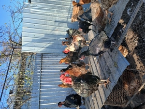 Vând cocoși de casă.   - imagine 4