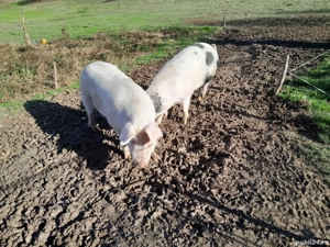 Vând porci de carne - imagine 2