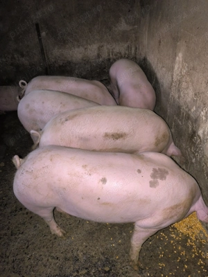 Porci 13 lei kg viu  - imagine 2