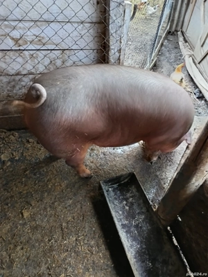 porci mari de vinzare rasa duroc 
