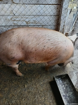 porc mare de vînzare 