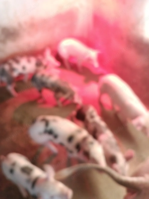 Purcei ,porci - imagine 4