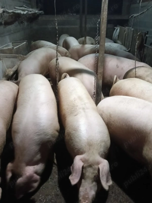 V nd porc pentru sacrificat!!!!
