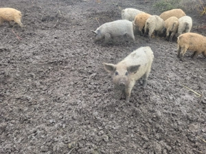 Purcei Mangalița - imagine 3