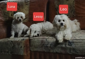 vând 3 bischoni 2 cățelușe si un cățel 