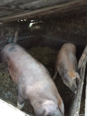 porci frumoși  - imagine 2