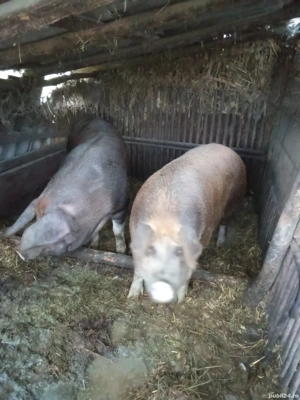 porci frumoși  - imagine 3