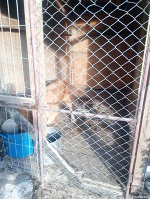 pereche golden retriever  - imagine 2