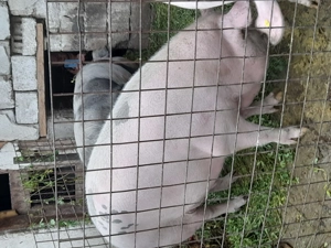 Vând  porci 250 kg +    - imagine 2