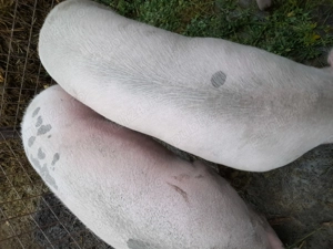 Vând  porci 250 kg +    - imagine 3