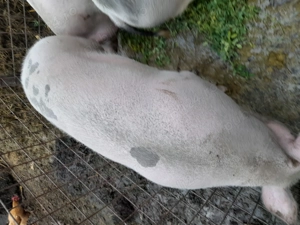 Vând  porci 250 kg +    - imagine 4