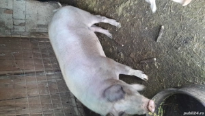 Vand porc pietran de carne - imagine 4