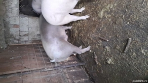 Vand porc pietran de carne - imagine 3