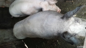 Vand porc pietran de carne - imagine 5