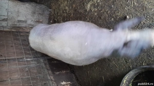 Vand porc pietran de carne