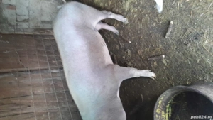 Vand porc pietran de carne - imagine 2