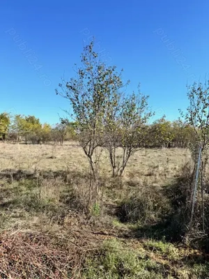 Teren de vanzare in Sat Dragsina la 20 de min de Timisoara, 680mp, direct de la proprietar!!! - imagine 2