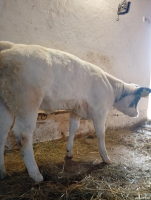 Vand Vițeaua Belgiană de 2luni.