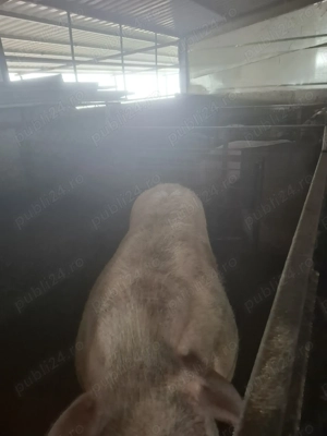 Porci crescuți la țară 