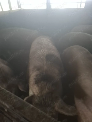 Porci crescuți la țară 350-400kg - imagine 4