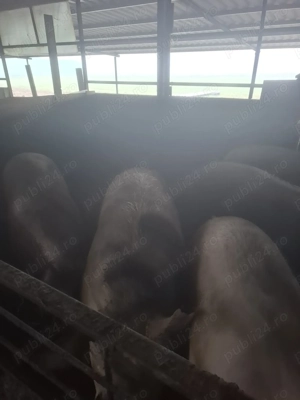 Porci crescuți la țară 350-400kg - imagine 2