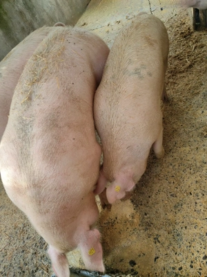 Porci de vânzare 