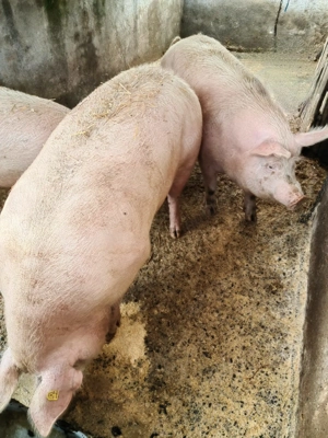 Porci de vânzare  - imagine 2