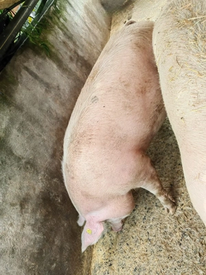 Porci de vânzare  - imagine 3