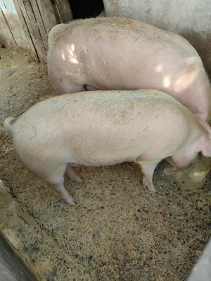 Porci de vânzare  - imagine 4