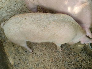 Porci de vânzare  - imagine 5