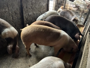 Porci pentru sacrificat