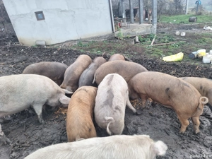 Vand porci - imagine 4