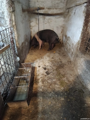 Vier bazna, scrofițe bazna, purcei bazna  - imagine 2