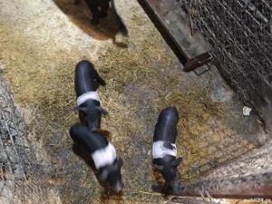 Vier bazna, scrofițe bazna, purcei bazna  - imagine 3