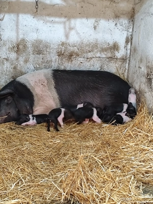 Vier bazna, scrofițe bazna, purcei bazna  - imagine 4